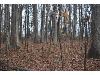 Property photo 14 - FARM AUCTION - 60.5+/- ACRES IN 5 TRACTS IN ALLEN COUNTY, INDIANA